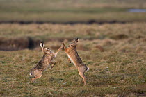 Brown hares (Lepus europaeus) boxing in field, Zeeland,  The Netherlands, February