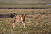 Brown hares (Lepus europaeus) boxing in field, Zeeland,  The Netherlands, February