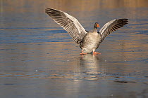 Greylag goose (Anser anser) landing on ice, Antwerp, Belgium February