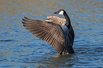 Canada goose (Branta canadensis) flapping wings on water surface, Antwerp, Belgium May