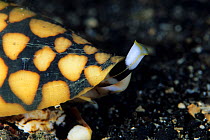 Marble cone shell (Conus marmoreus) Walindi, West New Britain, Papua New Guinea, Pacific Ocean