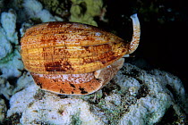 Geographic cone (Conus geographus)  Walindi island, West New Britain, Papua New Guinea, Pacific Ocean