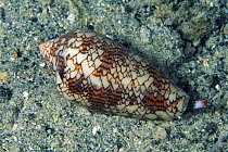 Textile cone shell (Conus textile) Walindi, West New Britain, Papua New Guinea, Pacific Ocean