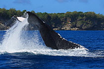 Humpback whale (Megaptera novaeangliae) adult female executing a reverse tail slap, with dorsal surface hitting the surface of the ocean, Vava'u, Tonga, South Pacific