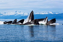 Humpback whales (Megaptera novangliaea) pod engaged in social foraging by herding herring and other fish with bubble net feeding technique, Chatham Strait, Alaska, USA July.