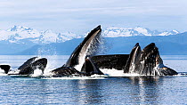Humpback whales (Megaptera novangliaea) pod engaged in social foraging by herding herring and other fish with bubble net feeding technique, Chatham Strait, Alaska, USA July.