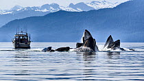 Humpback whales (Megaptera novangliaea) pod engaged in social foraging by herding herring and other fish with bubble net feeding, with boat of tourists watching, Chatham Strait, Alaska, USA July.
