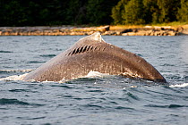 Humpback whale (Megaptera novangliaea) engaged in bubble net feeding, note the injury to dorsal fin possibly from boat propeller, Chatham Strait, Alaska, USA July, .