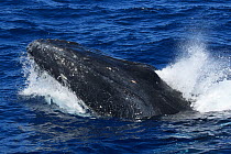 Humpback whale (Megaptera novaeangliae) male surfacing to take a breath, one of several whales engaged in a heat run, Vava'u, Tonga, South Pacific