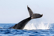 Humpback whale (Megaptera novaeangliae) executing a powerful tail slap, sending water flying in all directions, South Africa.