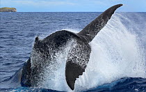Humpback whale (Megaptera novangliaea) executing an energetic tail slap, creating a cascade of seawater, Vava'u, Tonga, South Pacific