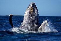 Humpback whale (Megaptera novangliaea) breaching, Vava'u, Tonga, South Pacific