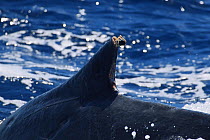 Humpback whale (Megaptera novangliaea) male with dorsal fin injury, Vava'u, Tonga, South Pacific