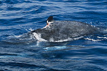 Humpback whale (Megaptera novangliaea) calf with dorsal fin injury, Vava'u, Tonga, South Pacific