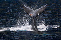 Humpback whale (Megaptera novaeangliae) female calf playing at the surface by slapping injured tail fluke on surface, Vava'u, Tonga, South Pacific