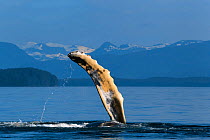 Humpback whale (Megaptera novaeangliae) juvenile playing by raising and slapping its pectoral fin, with snow-capped mountains visible in the background, Chatham Strait, Alaska, USA July