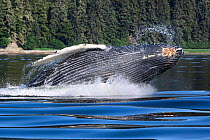 Humpback whale (Megaptera novaeangliae) calf breaching and playing while its mother engaged in bubble-net feeding with a social foraging group of whale nearby, Chatham Strait, Alaska, USA July