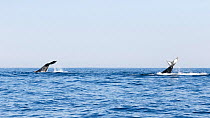Southern hemisphere humpback whales (Megaptera novaeangliae australis) two engaged in tail slapping together, female on left, male on right, the pair was travelling north in winter, South Africa.