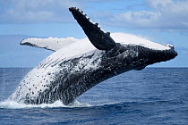 Humpback whale (Megaptera novaeangliae) adult female breaching, Vava'u, Tonga, South Pacific sequence 1/3