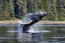 Humpback whale (Megaptera novaeangliae) calf breaching (mother was nearby bubblenet feeding) Chatham Strait, Alaska, USA, July