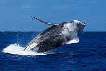 Humpback whale (Megaptera novaeangliae) male escort breaching, Vava'u, Tonga, South Pacific