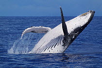Humpback whale (Megaptera novaengliae) breaching on a sunny day, Vava'u, Tonga, South Pacific