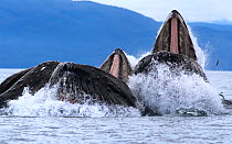 Humpback whales (Megaptera novaeangliae) bubble net feeding with mouths open at surface, example of cooperative hunting, Chatham Strait, Alaska, USA July