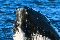Humpback whale (Megaptera novaeangliae) large male spyhopping in the early morning, Vava'u, Tonga, South Pacific The single hairs in the whale's tubercles are visible, as are hairs on the front of the...