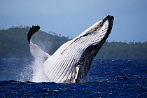 Humpback whale (Megaptera novaeangliae) male breaching in front of Hunga island in Vava'u, Tonga, South Pacific