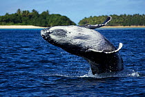 Humpback whale (Megaptera novaengliae) calf breaching in front of an island, Vava'u, Tonga, South Pacific