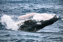 Humpback whale (Megaptera novangliaea) calf breaching with a scar clearly visible on its pectoral fin that most likely resulted from the bite of a Cookie cutter shark (Isistius brasiliensis) Vava'u, T...