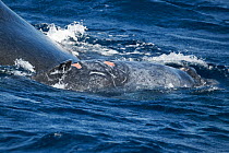 Humpback whale (Megaptera novangliaea) injured male calf Tahafa (calf #14 of the 2011 season) beside his mother, Vava'u, Tonga, South Pacific