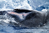 Humpback whale (Megaptera novaeangliae) female calf with mysterious scraping injuring along its right flank, Vava'u, Tonga, South Pacific