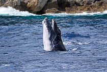 Humpback whale (Megaptera novaeangliae) male calf opening his mouth whilst playing with mother and escort, Vava'u, Tonga, South Pacific
