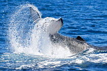 Humpback whale (Megaptera novaeangliae) female calf tail slapping at the ocean surface, playing with her mum and an escort, Vava'u, Tonga, South Pacific