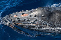 Humpback whale (Megaptera novaeangliae) calf with an infestation of whale lice (Cyamus boopis), an ectoparasite that lives exclusively on humpback whales, Vava'u, Tonga, South Pacific
