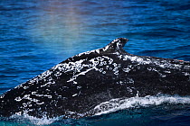 Humpback whale (Megaptera novaeangliae) with significant scarring on its dorsal surface, Vava'u, Tonga, South Pacific