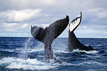 Humpback whales (Megaptera novaeangliae) unusual scene with two adults tail-slapping together in rough seas, Vava'u, Tonga, South Pacific