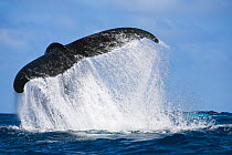 Humpback whale (Megaptera novaeangliae) executing a dramatic tail slap, throwing up a cascade of water with its powerful fluke, Vava'u, Tonga, South Pacific