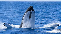Humpback whale (Megaptera novangliaea) male escort body blocking another male in pursuit of female, part of competitive group heat run, Vava'u, Tonga, South Pacific