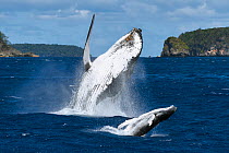 Humpback whale (Megaptera novaeangliae) female breaching together with her male calf. The calf had a large wound on his left peduncle area, one that appeared to be the result of a large bite, Vava'u,...