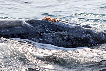 Humpback whale (Megaptera novaeangliaea) surface view of an adult female's hemispherical lobe and mammary slits, Vava'u Tonga, South Pacific