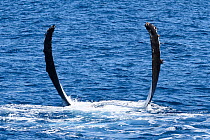 Humpback whale (Megaptera novaeangliae) female extending her pectoral flukes into the air to slap the water for attention from males, Vava'u, Tonga, South Pacific