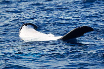Humpback whale (Megaptera novaeangliae) female resting head down with tail fluke at surface, Vava'u, Tonga, South Pacific