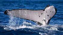 Humpback whale (Megaptera novaeangliae) female with the right half of her fluke missing, this whale's nickname is Konga hiku, which means half tail in Tonga, South Pacificn, Vava'u, Tonga, South Pacif...