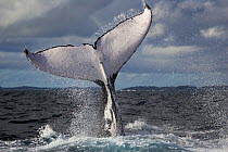 Humpback whale (Megaptera novaeangliae) tail fluke raised in evening light, set against a backdrop of dark skies and stormy seas, Vava'u, Tonga, South Pacific
