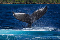 Humpback whale (Megaptera novaeangliae) female performing a tail slap, Vava'u, Tonga, South Pacific