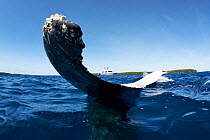Humpback whale (Megaptera novaeangliae) female adult resting vertically in the water with her fluke protruding from the surface, Vava'u, Tonga, South Pacific