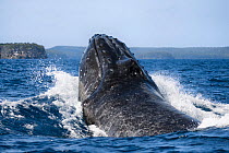 Humpback whale (Megaptera novaeangliae) male lunging whilst coming up to breathe, during heat run, Vava'u, Tonga, South Pacific Note baleen whales have two blowholes, whereas toothed whales only have...
