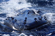 Humpback whale (Megaptera novaeangliae) with tubercles on the whale's head clearly visible, they contain a hair follicle, and may be for used for sensory purposes, Vava'u, Tonga, South Pacific